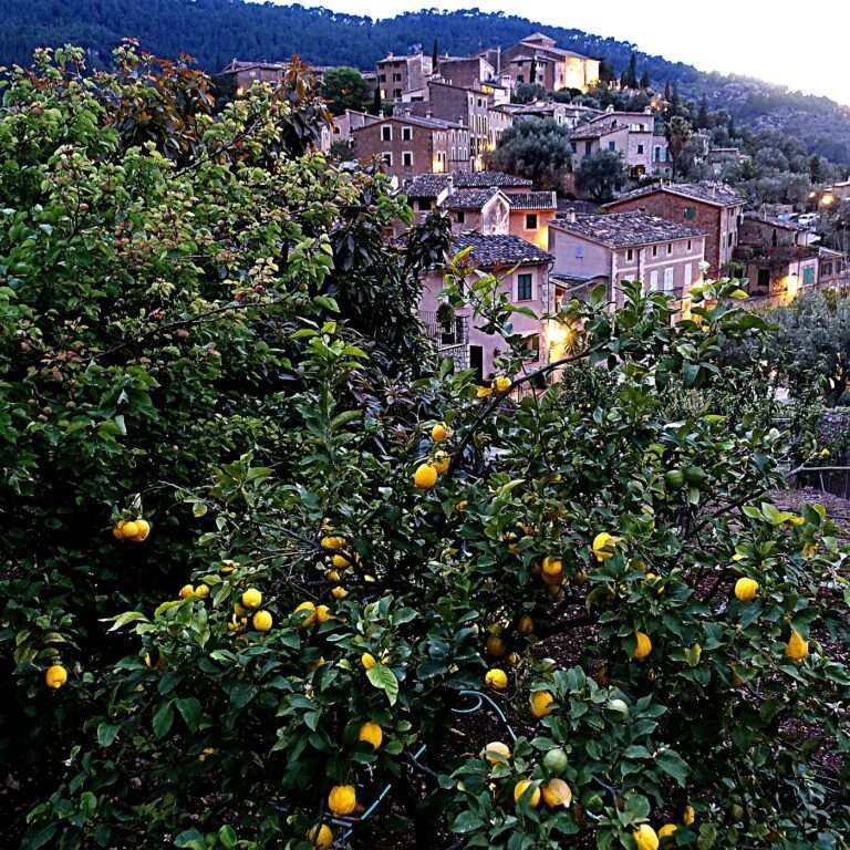 Lemon trees in the foreground and Deià's stone houses climbing the Tramuntana hillside at dusk