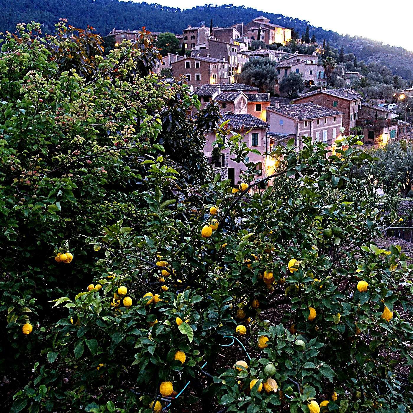 Lemon trees in the foreground and Deià's stone houses climbing the Tramuntana hillside at dusk